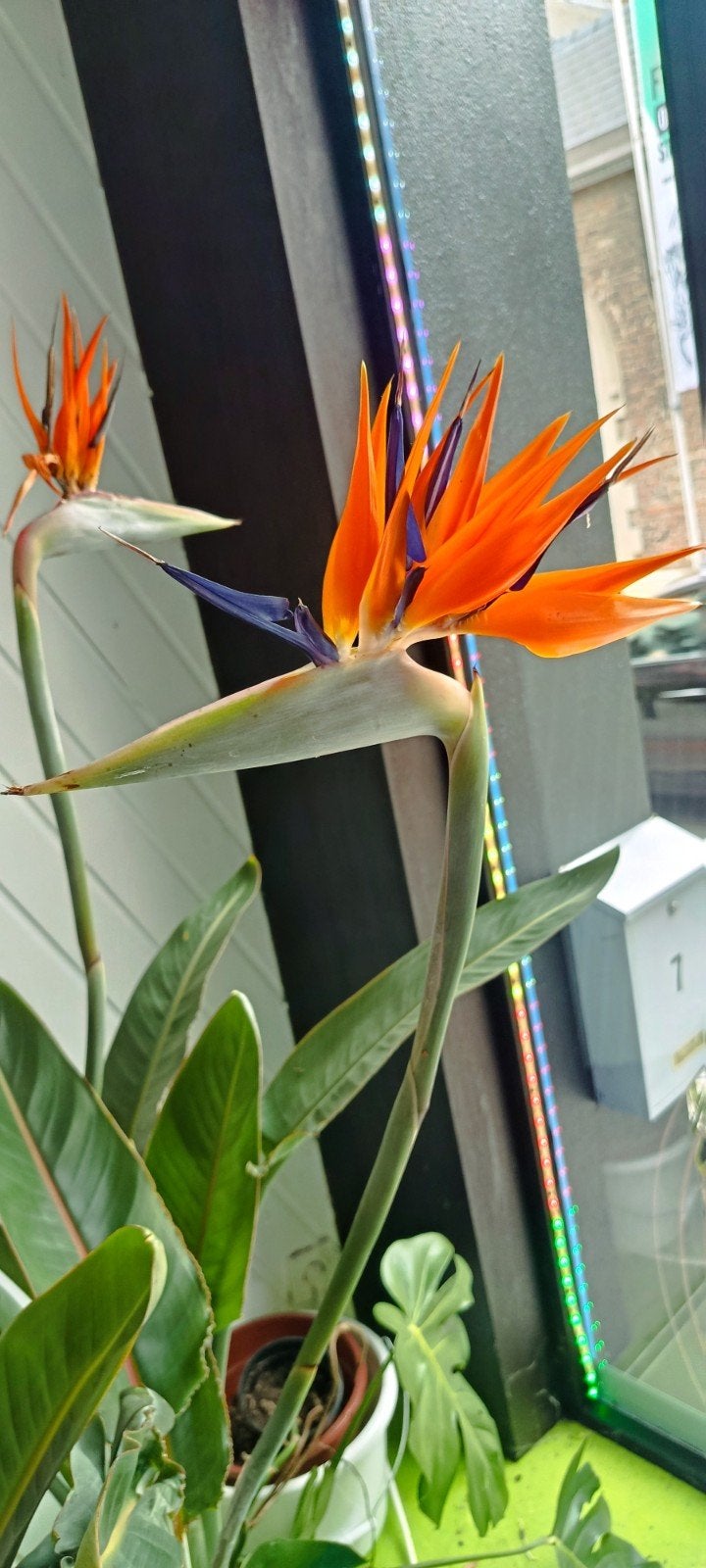 Strelitzia , paradijsvogelbloem, Ophalen