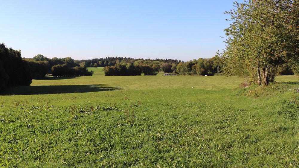 Recherche prairie autour de Wépion Namur Anhée, Pâturage