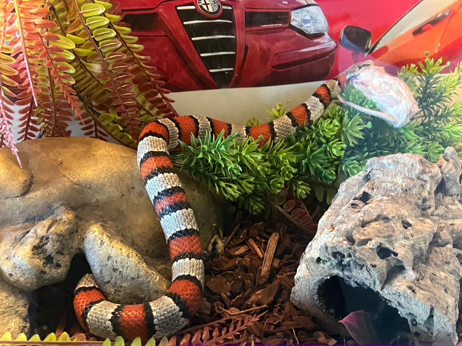 Melkslang + Terrarium & toebehoren, Dieren en Toebehoren, Ophalen