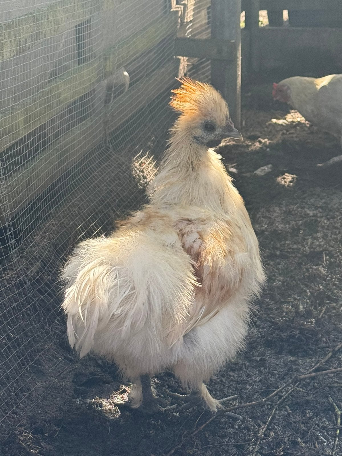 Zijdehoen hanen te koop, Dieren en Toebehoren, Mannelijk, Kip