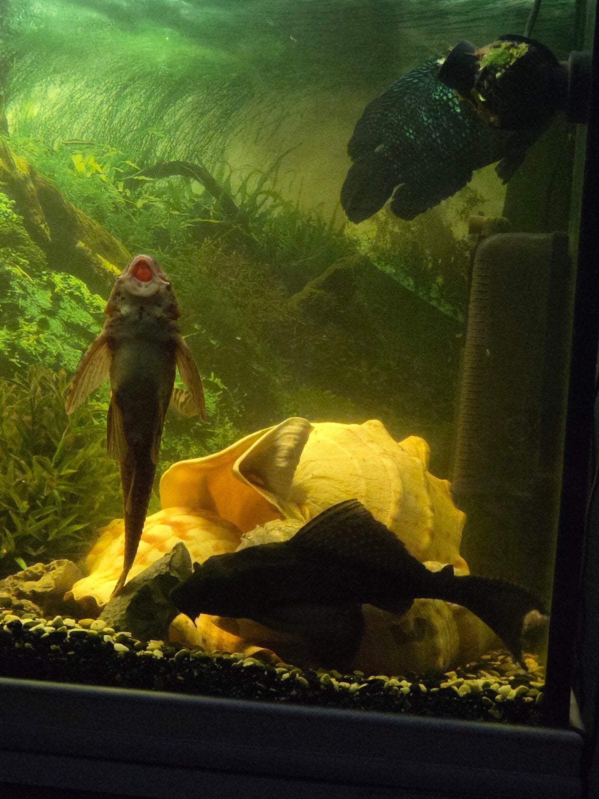 Grote pleco moet een nieuwe plaats hebbe "groter dan 400l", Ophalen