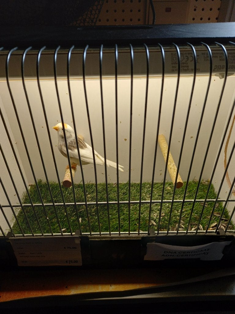 Barmsijs bont man, Dieren en Toebehoren, Mannelijk, Wildzangvogel, Geringd