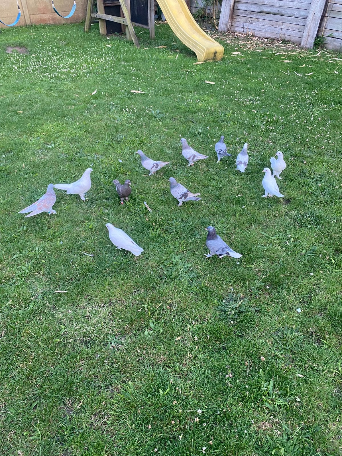 Super takla, Dieren en Toebehoren