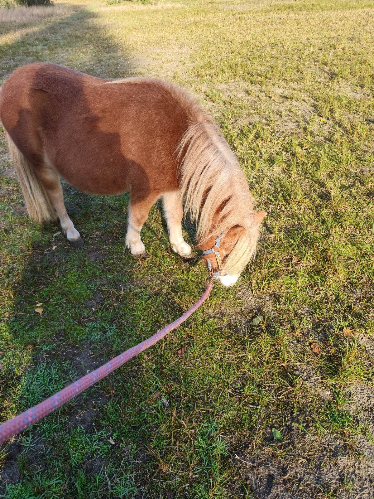 Shetland pony te koop, Dieren en Toebehoren, 0 tot 2 jaar, Hengst, A pony (tot 1.17m), Met stamboom