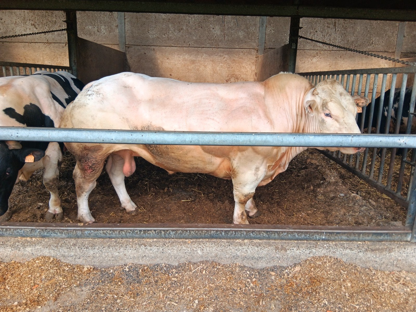 Dekstier BWB, Dieren en Toebehoren, Runderen