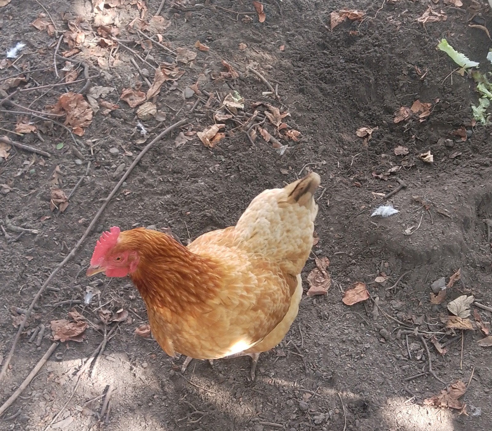 Poulet brun, Poule ou poulet