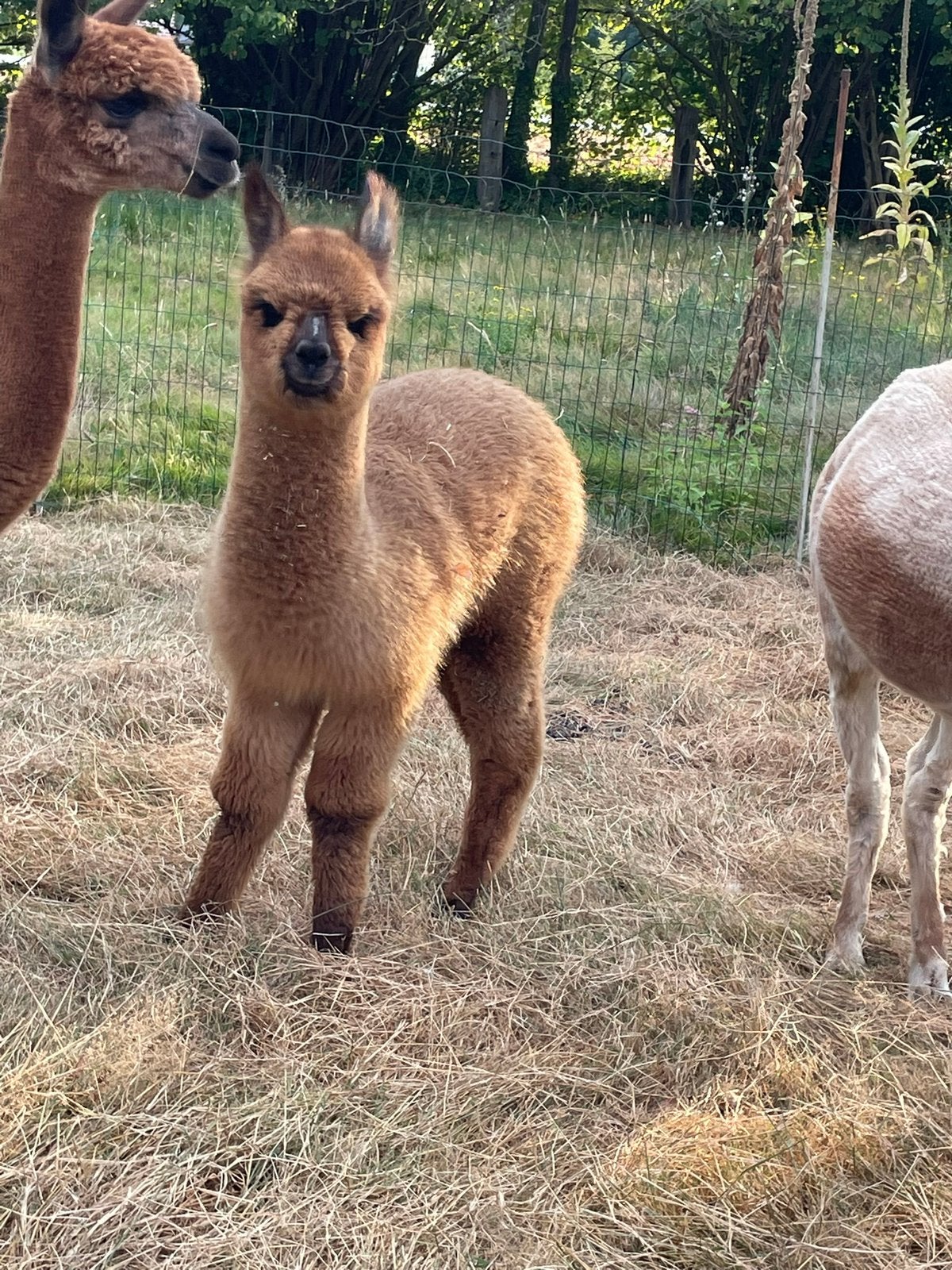 Alpaca hengst te koop 3/2026, Maart, Mannelijk