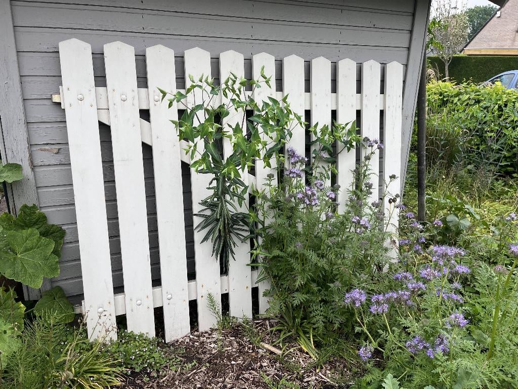 Tuinhekken, Tuin en Terras, Ophalen, Gebruikt, Hout, Tuinhek