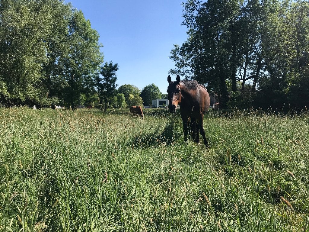 Pensionstalling aangeboden, Dieren en Toebehoren, Stalling en Weidegang, Stalling, Weidegang, 1 paard of pony