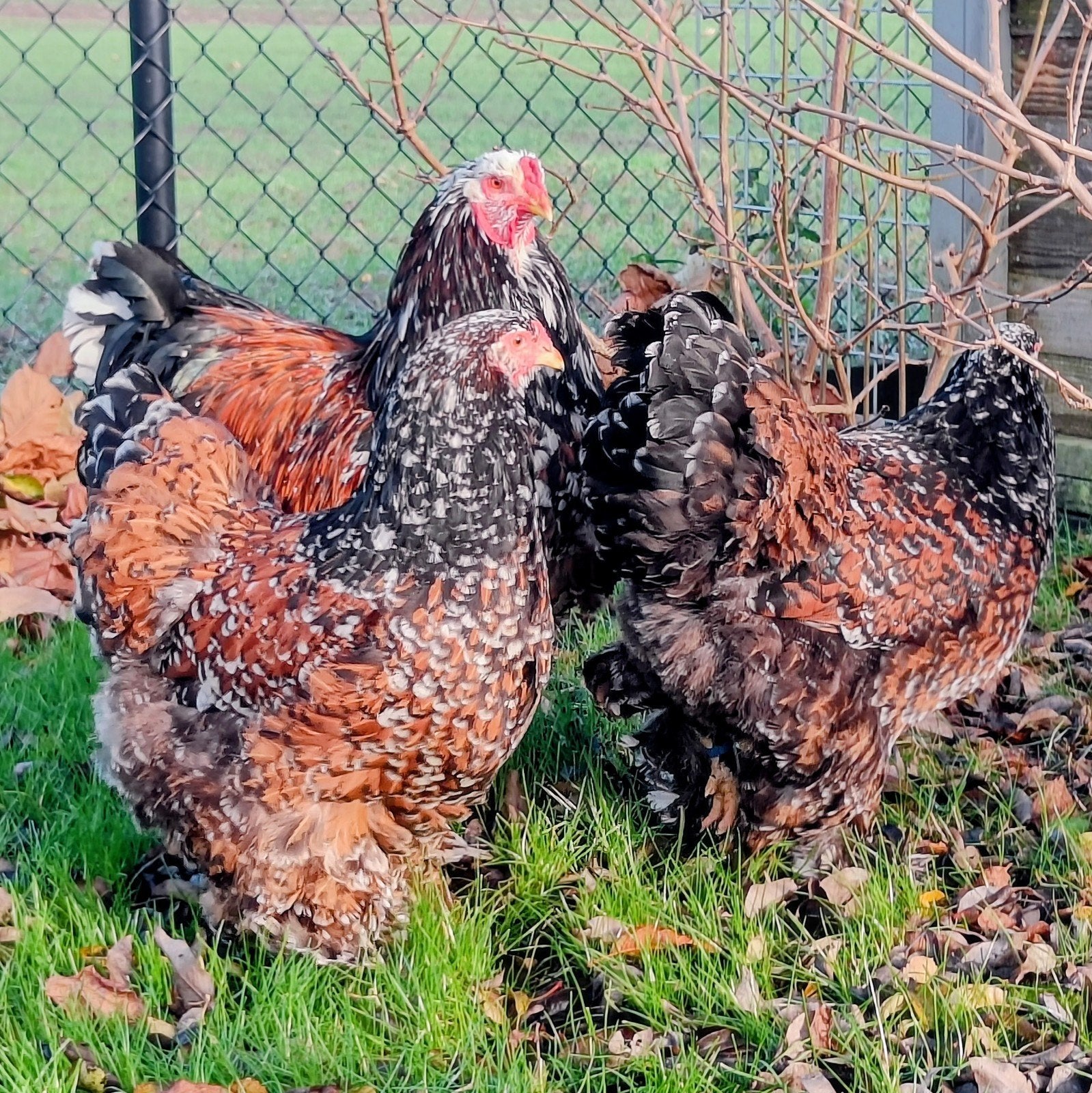 Jonge brahmas porselein, Animaux & Accessoires, Sexe inconnu, Poule ou poulet