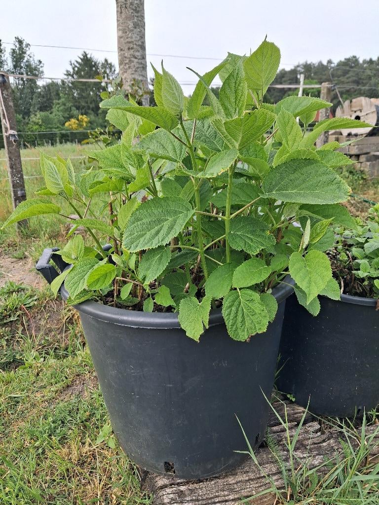 Hydragea Annabelle, Tuin en Terras, Volle zon, Vaste plant, Zomer, Ophalen