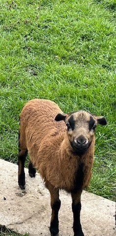 Kameroen schapen jonge ooien of ooien + lammetjes ooien, Dieren en Toebehoren, Schapen, Geiten en Varkens, Vrouwelijk, Schaap