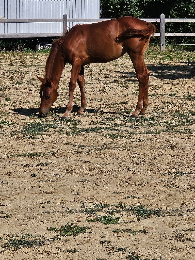 merrie veulen te koop, Dieren en Toebehoren, Merrie, Gechipt, 0 tot 2 jaar