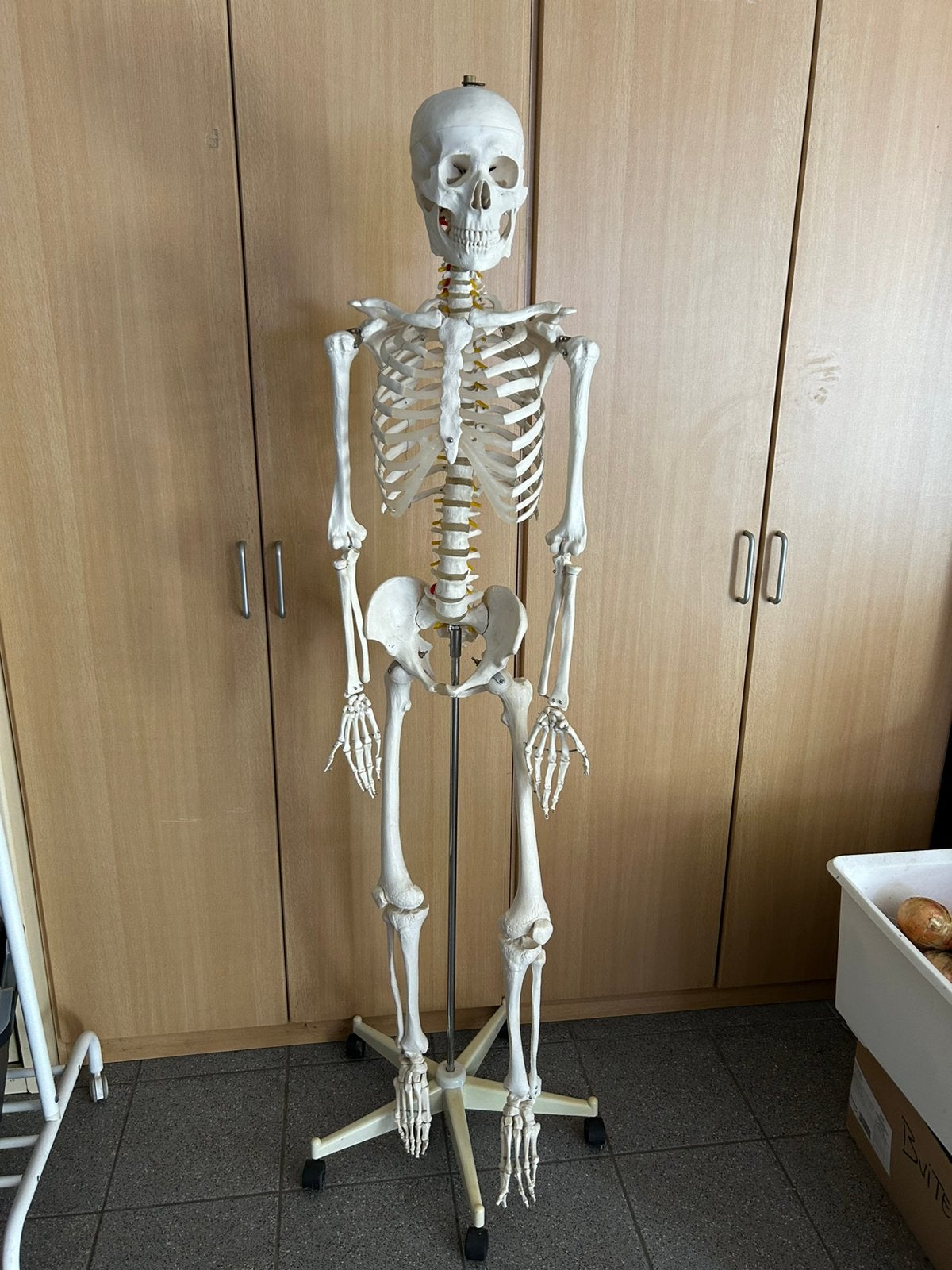 Anatomie skelet, Diversen, Ophalen, Zo goed als nieuw