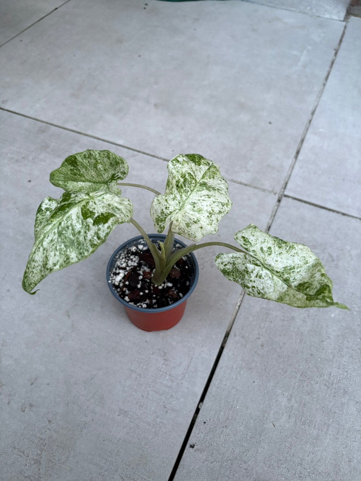 Alocasia macrorrhiza splash, Huis en Inrichting, Kamerplanten, Ophalen of Verzenden