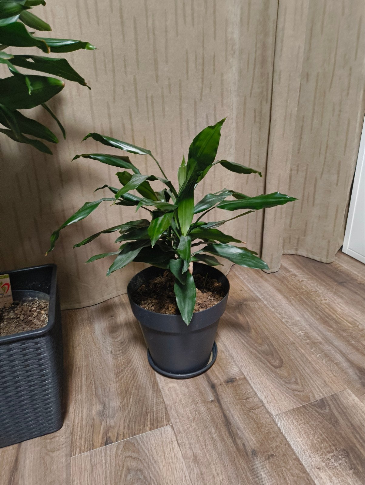 Kamerplant Dracaena, Ophalen, Overige soorten, Halfschaduw, Minder dan 100 cm