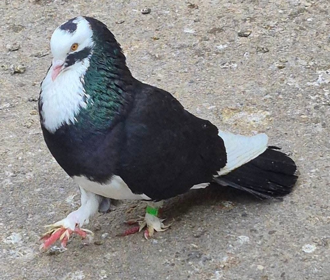 Donek de Macédoine