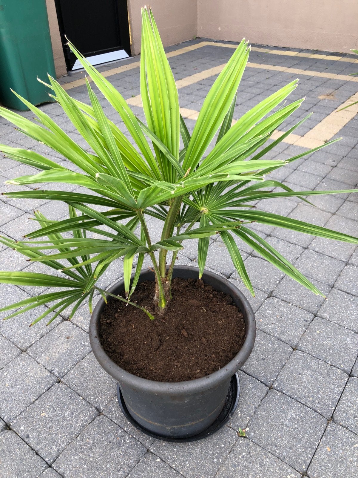 trachycarpus fortunei, Ophalen