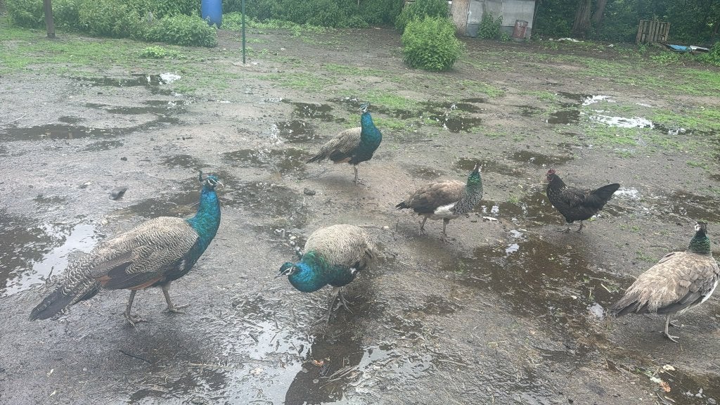 pauwen, Dieren en Toebehoren, Pluimvee, Meerdere dieren, Overige soorten