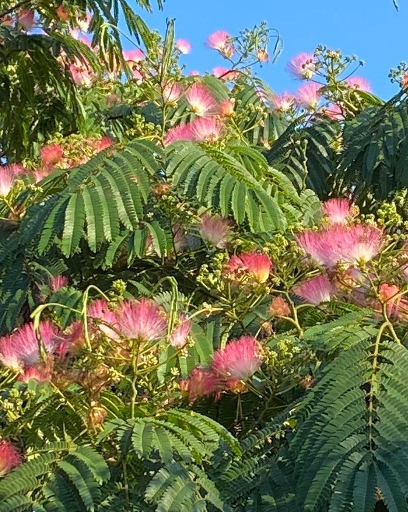 Perzische Slaapboom zaailing, Overige soorten, Zomer, Ophalen, Volle zon