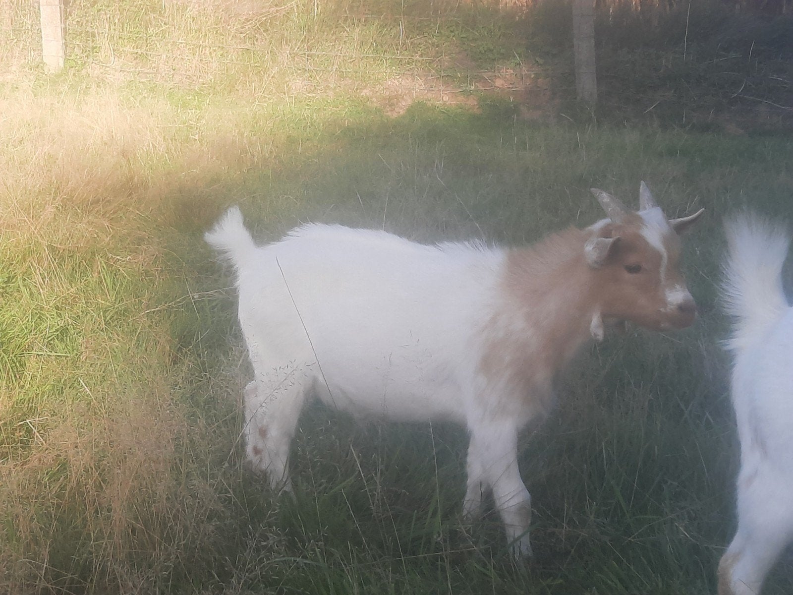 cube d'abricot, Animaux & Accessoires