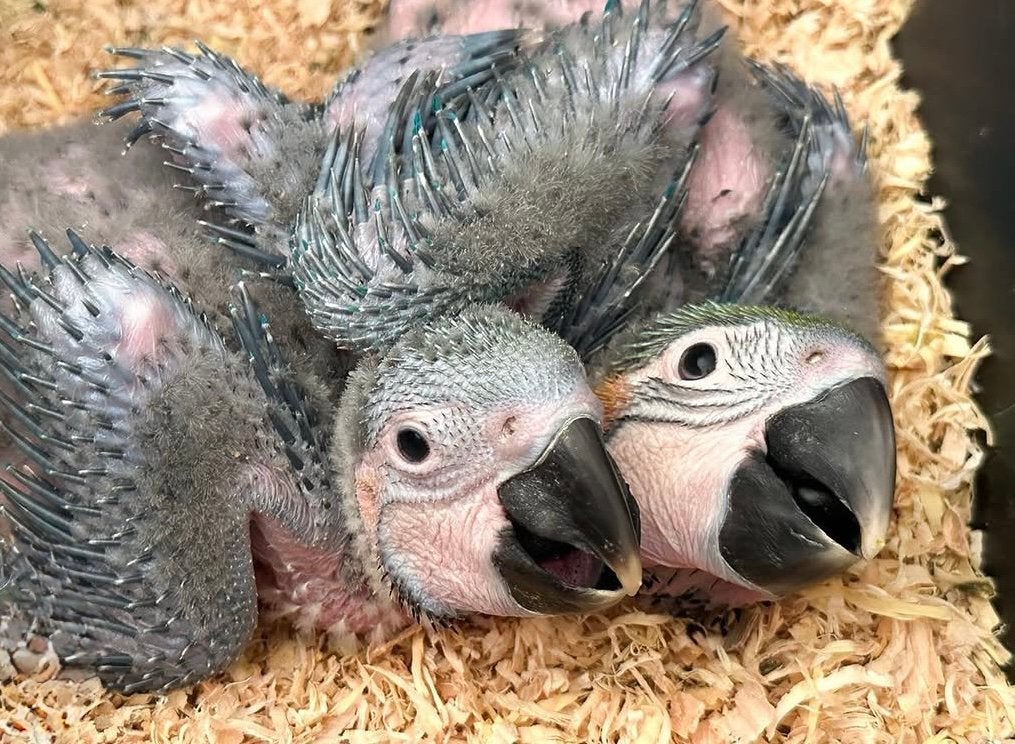 Blauwgele Ara | Super tam + DNA, Dieren en Toebehoren, Vogels | Parkieten en Papegaaien, Papegaai, Pratend