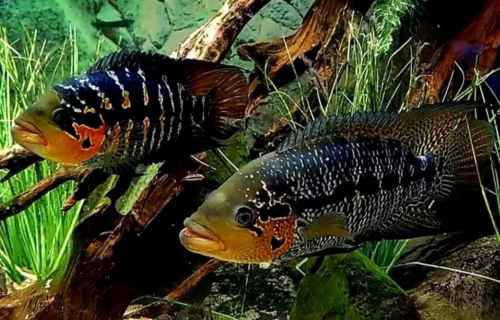 Schitterend kweekkoppel La Cheiba, Dieren en Toebehoren, Vis, Zoetwatervis