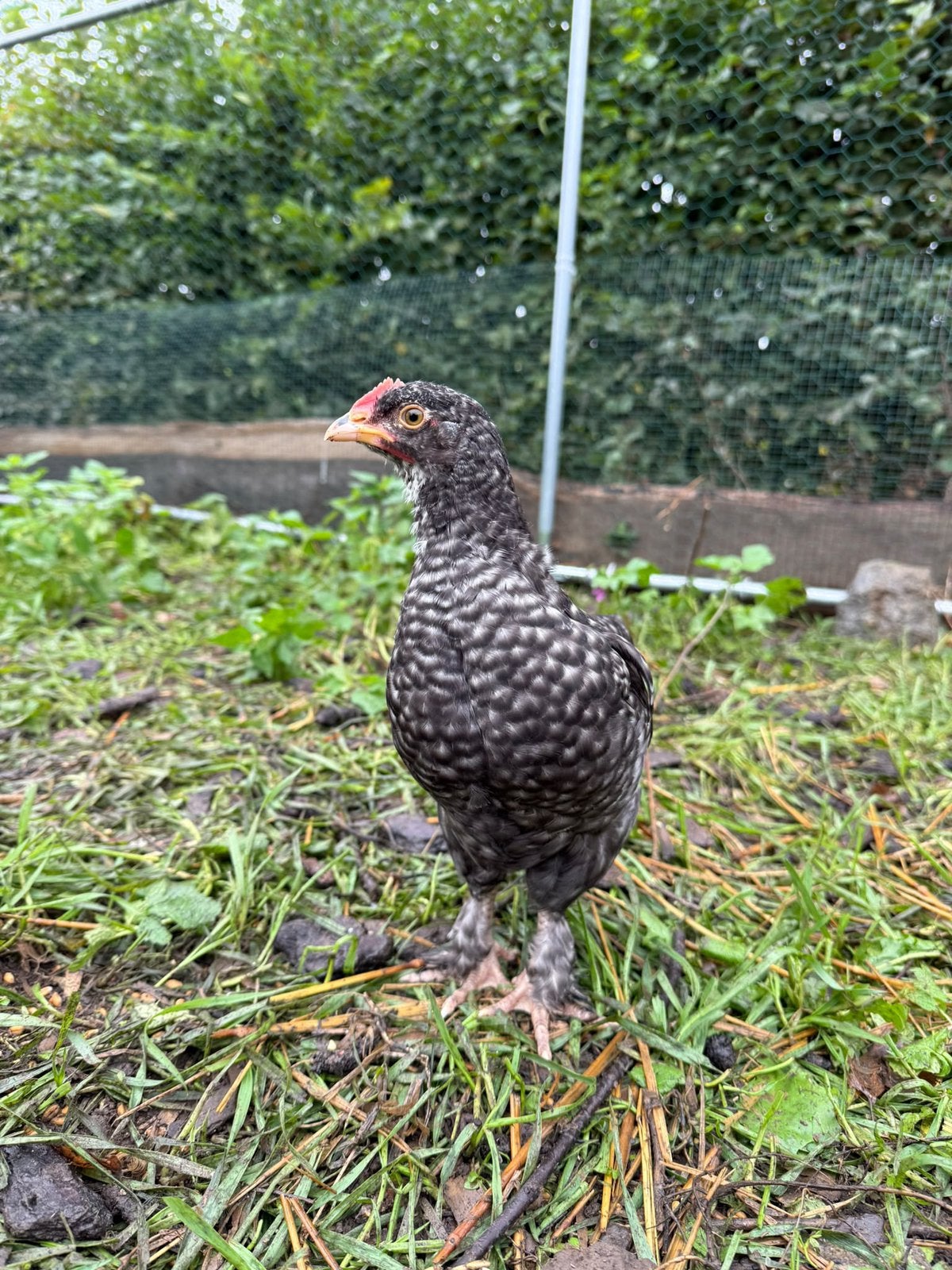 Haantje - Mechelse Koekoek x Barnevelder kriel, Dieren en Toebehoren, Mannelijk, Kip