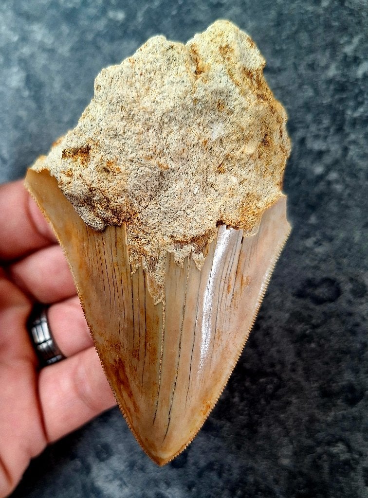 MEGALODON TAND INDONESIE, Ophalen of Verzenden, Fossiel