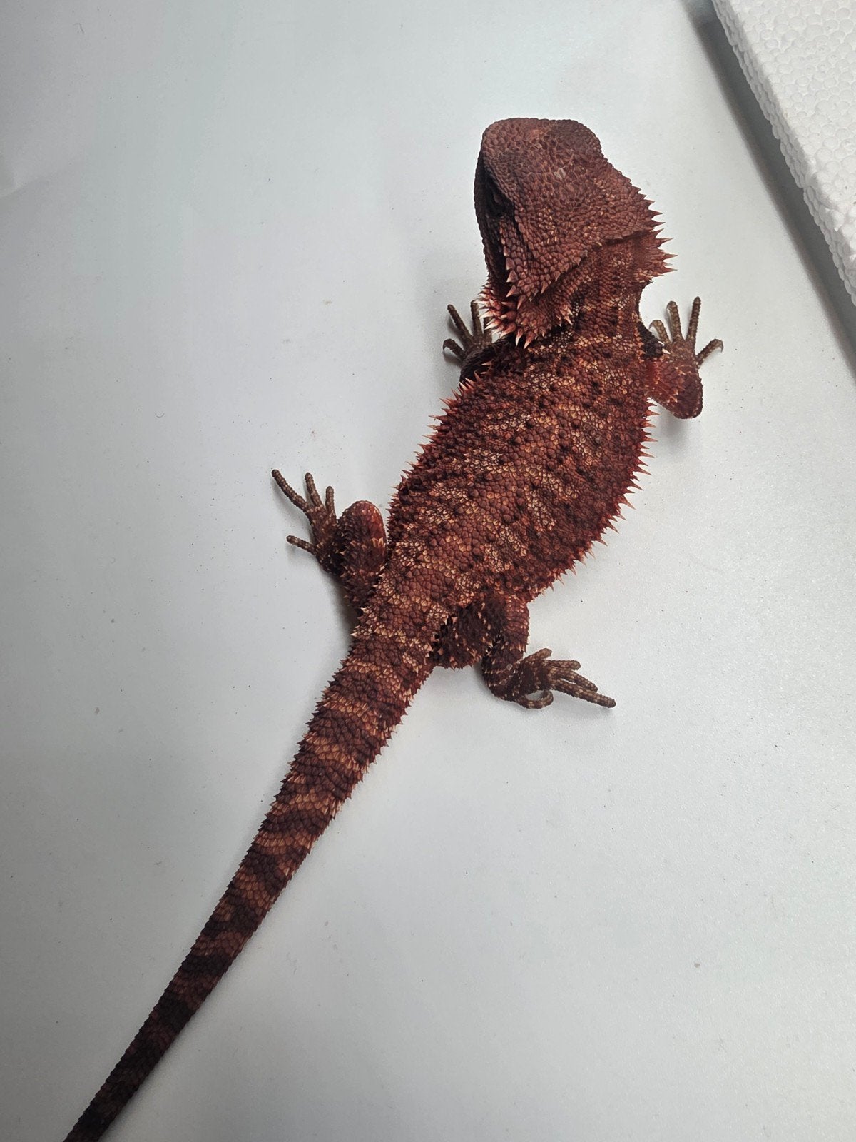 dark red monster, het hypo, man