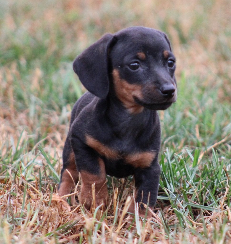 Teckel pups Black & tan korthaar, België, Reu, CDV (hondenziekte), 8 tot 15 weken