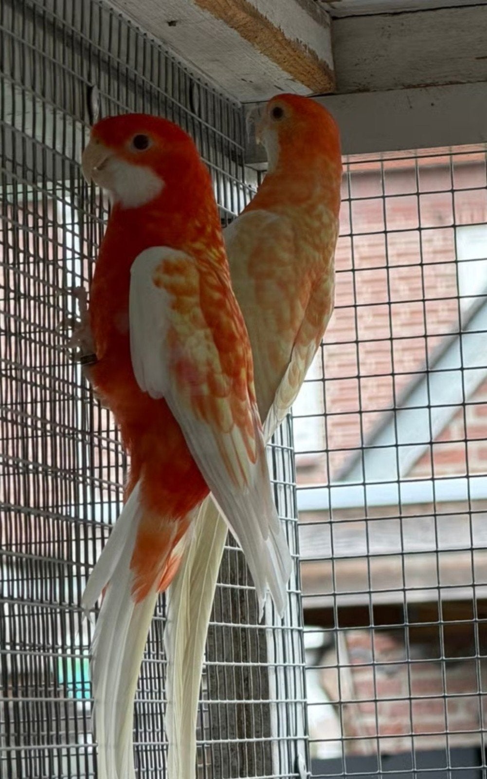 Informations sur Pennant Orange, Mâle, Perruche, Bagué