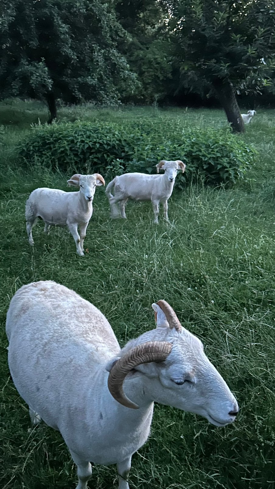 Witshire horn met stamboom te koop, topmoeder met 1 ramlam, Dieren en Toebehoren, Schapen, Geiten en Varkens, Meerdere dieren