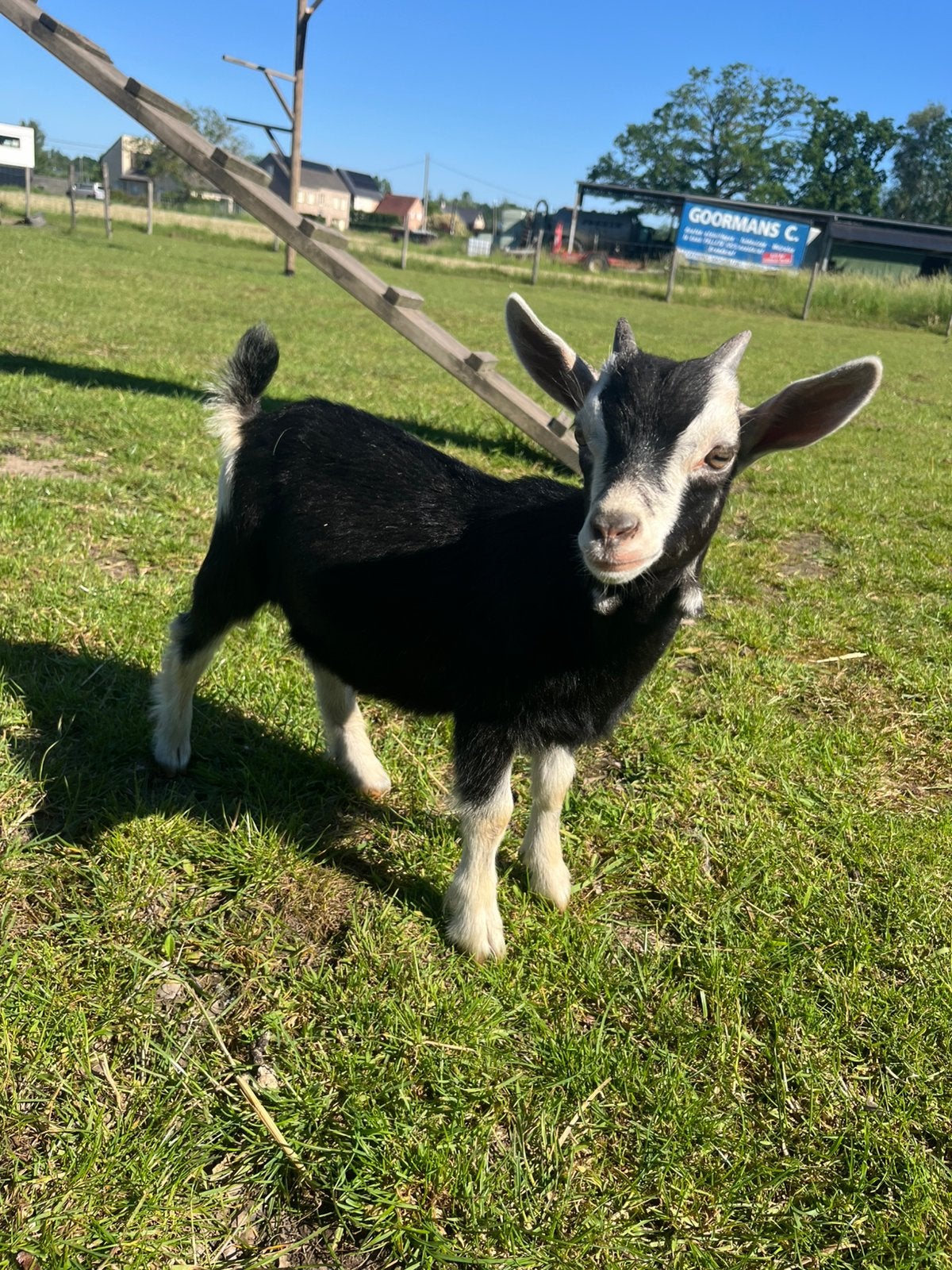 Black and tan bokje, Dieren en Toebehoren, Schapen, Geiten en Varkens, Mannelijk, Geit, 0 tot 2 jaar