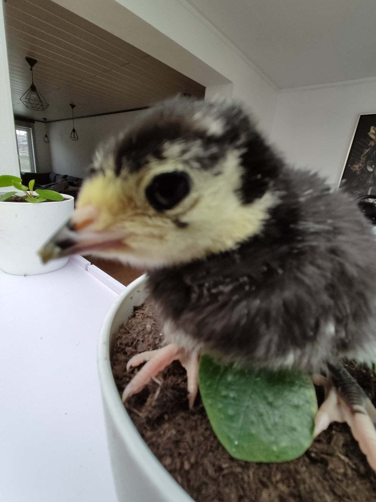 pluimvee, Dieren en Toebehoren, Pluimvee, Kalkoen, Geslacht onbekend