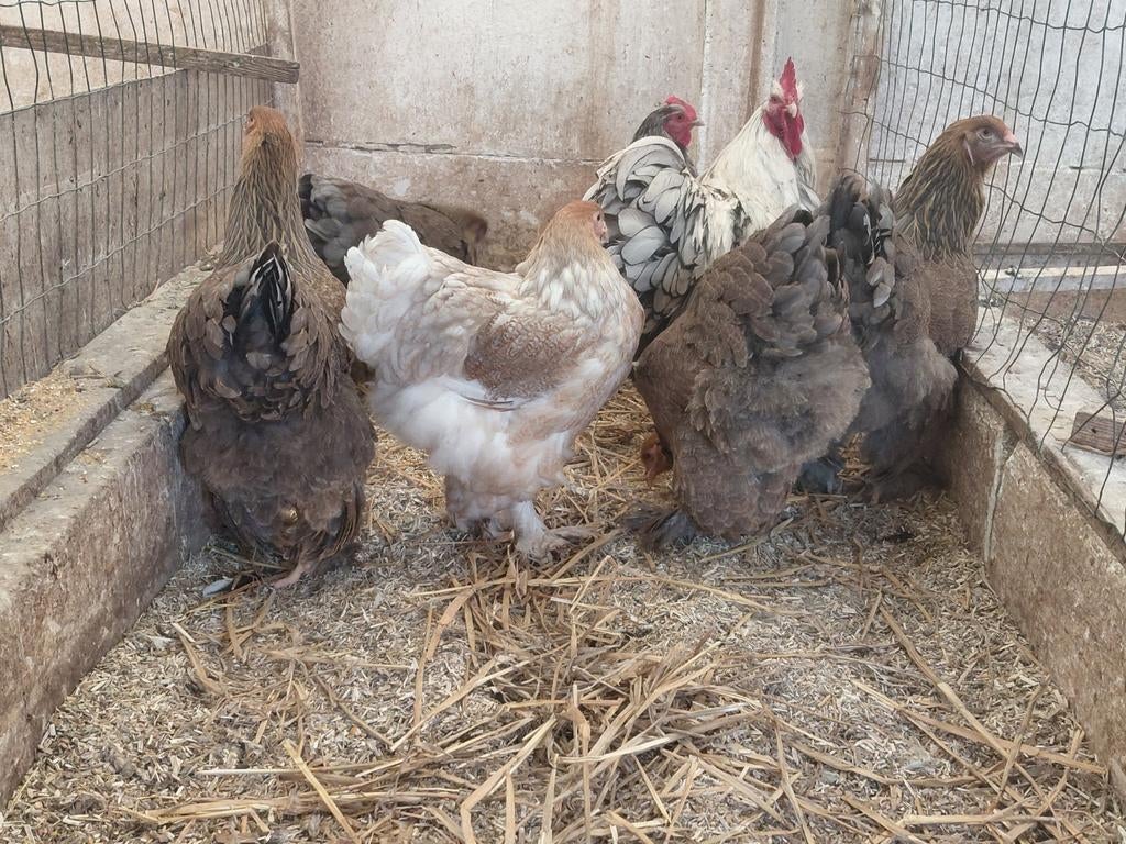 Brahma, Dieren en Toebehoren, Pluimvee