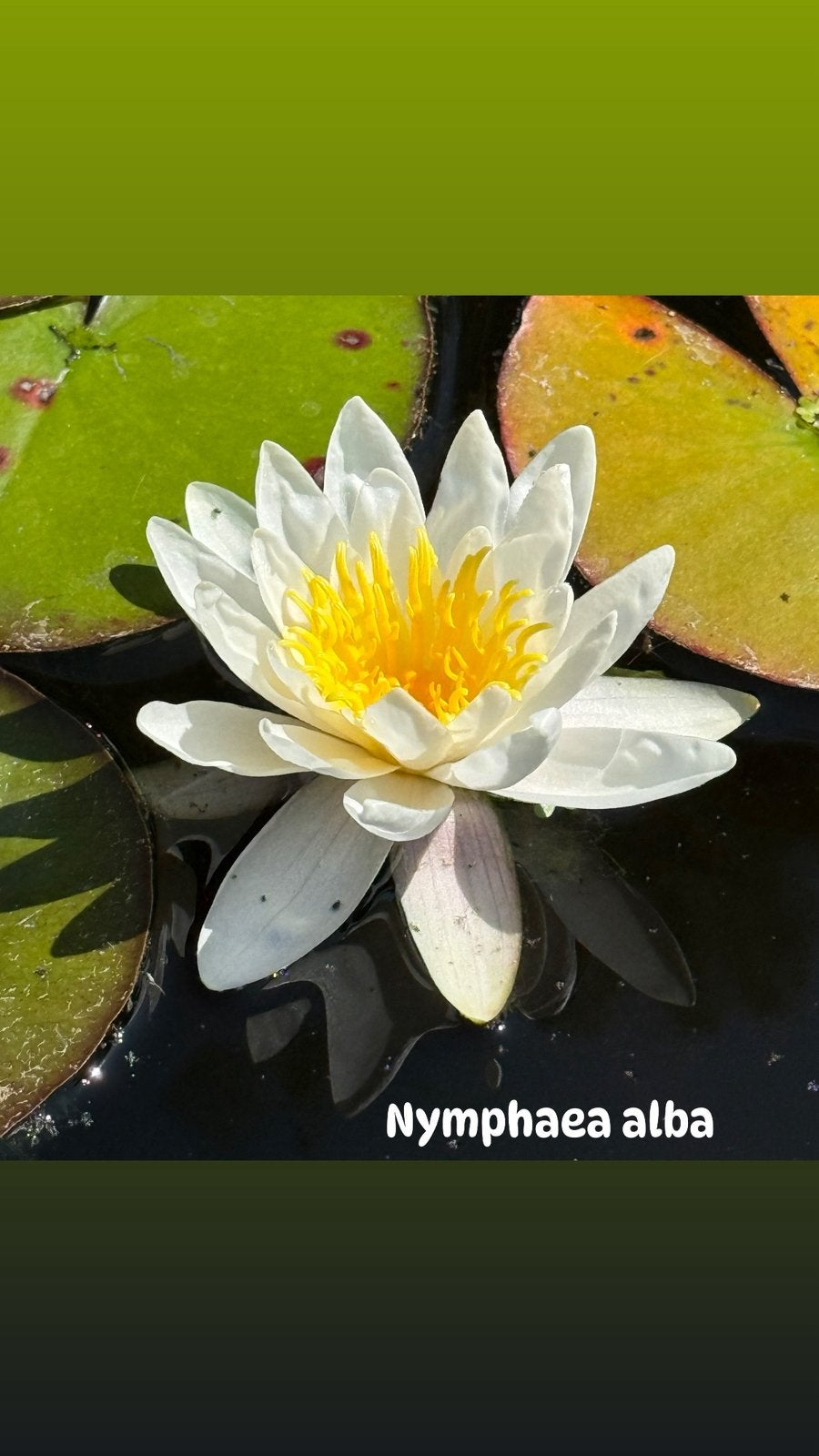 Lot de 12 Plantes Aquatiques Indigènes, Tuin en Terras, Vijvers, Ophalen, Nieuw