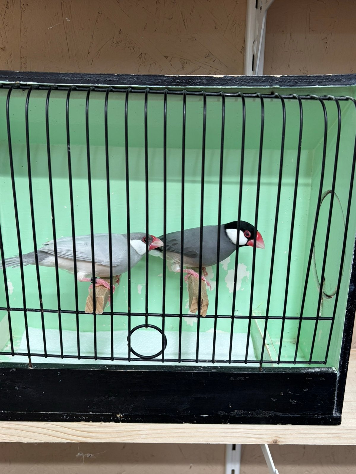 Rijstvogels / Padda’s te koop opaal & wildkleur split opaal, Geslacht onbekend, Tropenvogel, Geringd