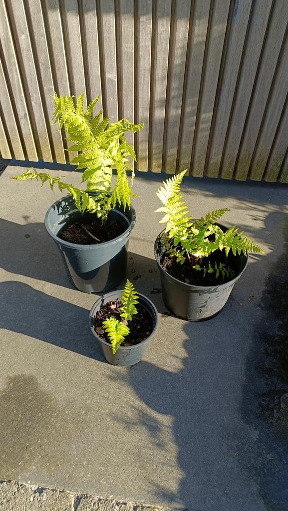 Varens vanaf 1 euro, Jardin & Terrasse, Plantes | Jardin, Enlèvement, Fougères
