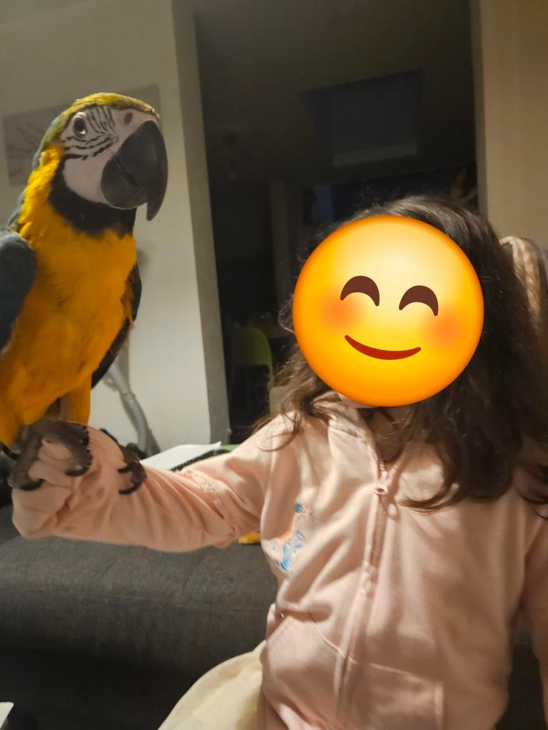 lieve, tamme ara van 10 maanden (Inclusief grote kooi), Dieren en Toebehoren, Vogels | Parkieten en Papegaaien