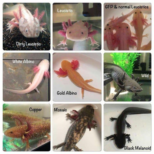 Axolotl verzenden mogelijk, Zoetwatervis
