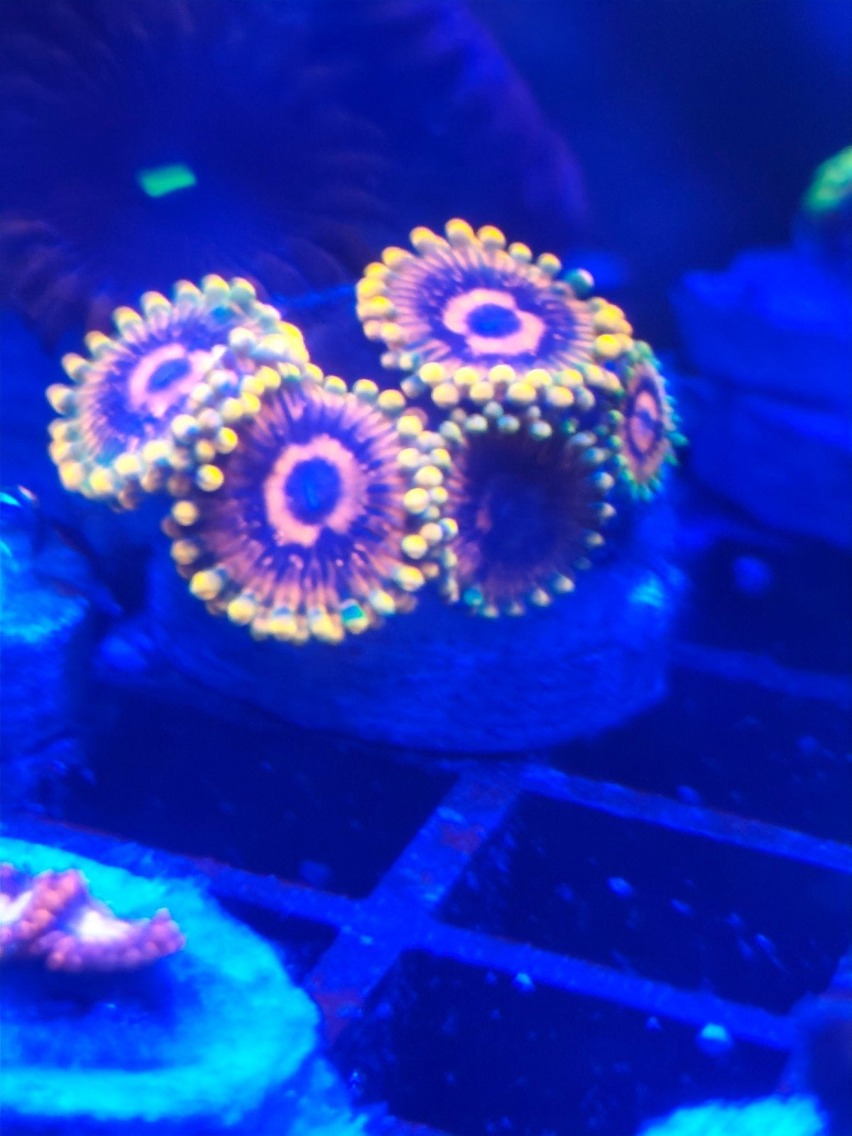 Zoa. Zoanthus stekjes, Dieren en Toebehoren