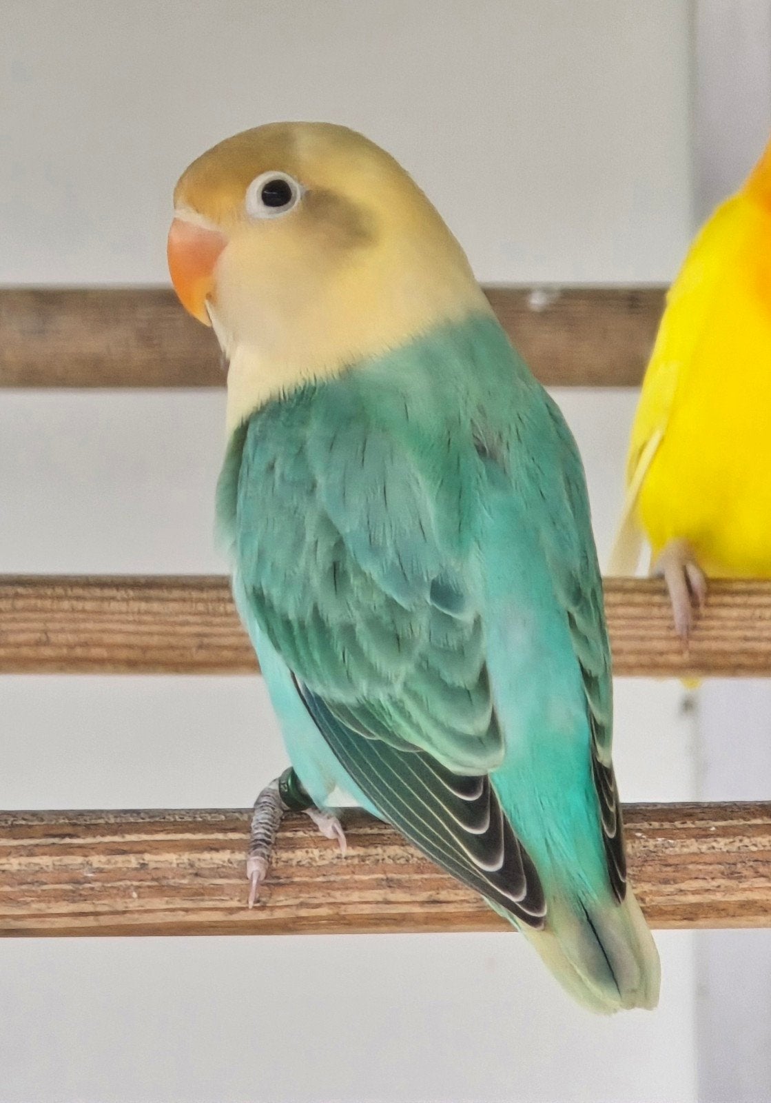 Turqouise Opaline Fischeri 2026, Sexe inconnu, Perroquet nain ou Inséparable, Bagué