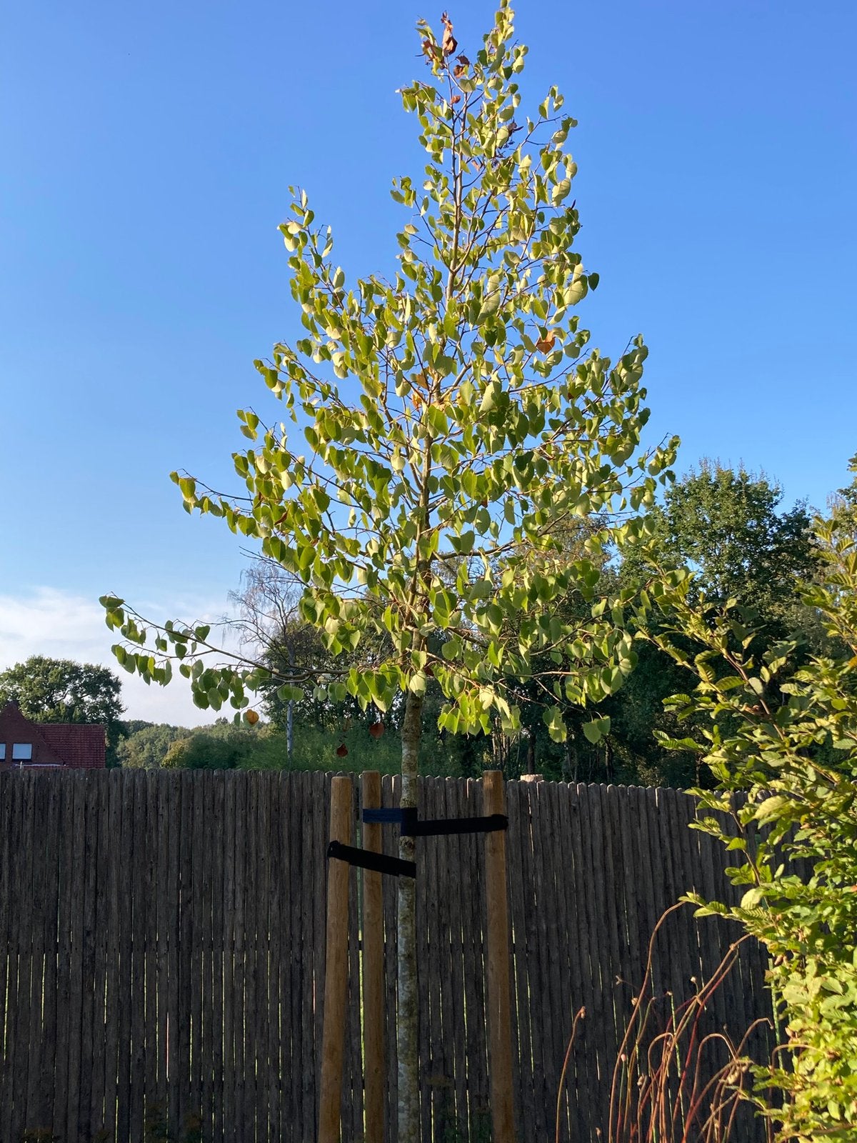 Wimperlinde ca.4m hoog/ca.20cm omtrek, Plein soleil, Autres espèces, Enlèvement, Été