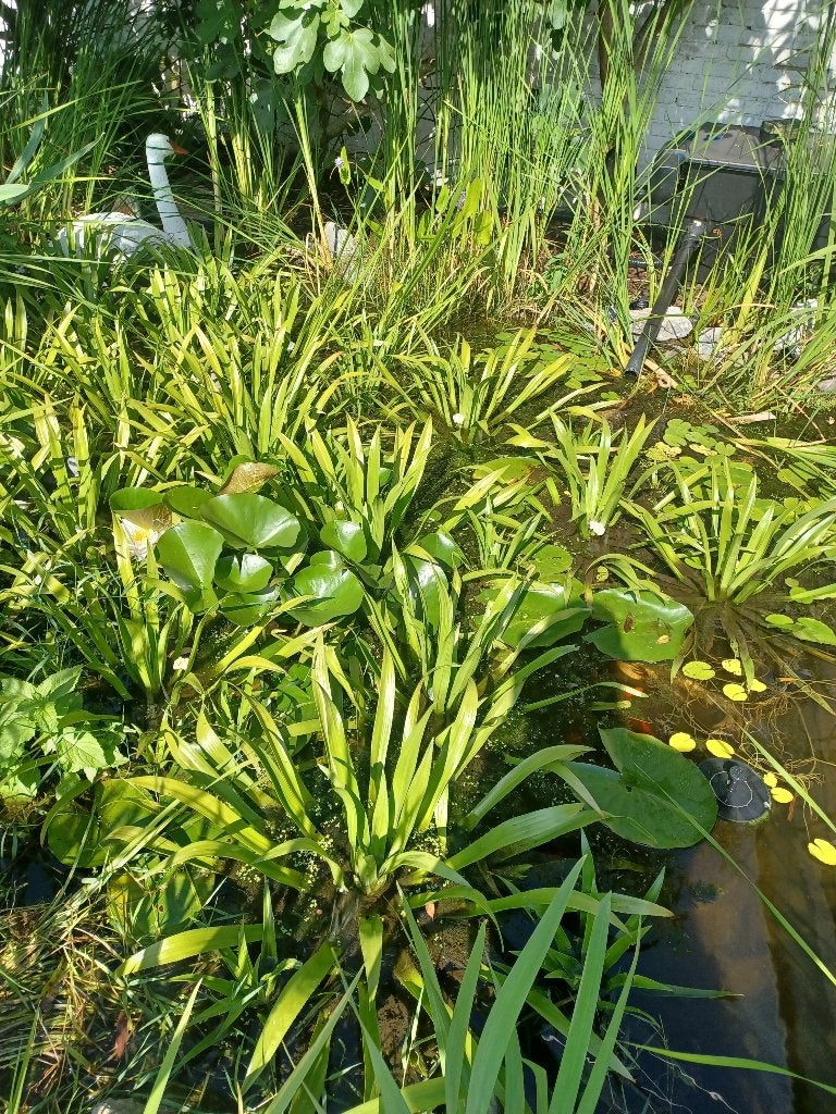 Krabbescheer voor de snelle beslisser., Tuin en Terras, Ophalen