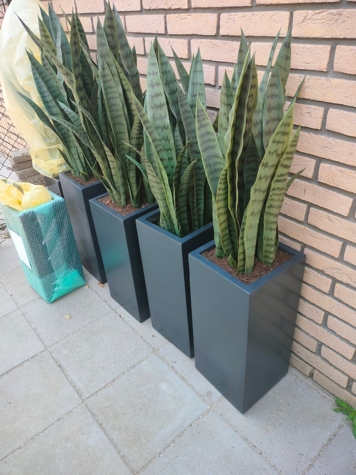 Sanseferias, Enlèvement
