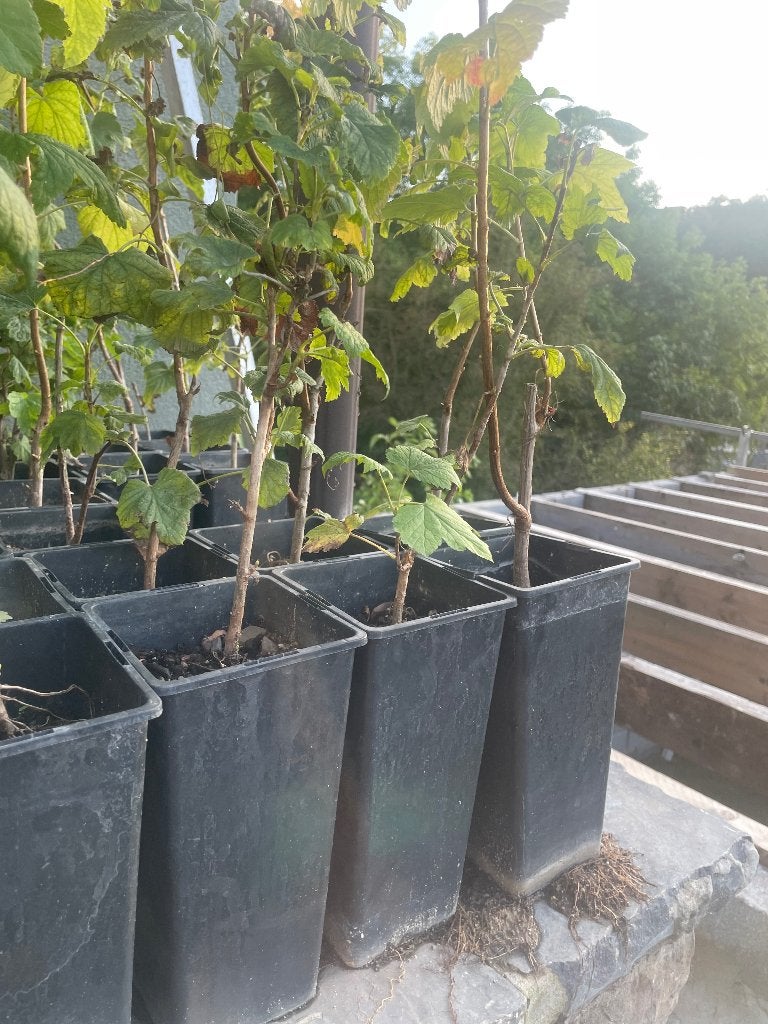 Groseillier, Jardin & Terrasse, Plantes | Arbustes & Haies, Enlèvement, Autres espèces, Arbuste, Moins de 100 cm