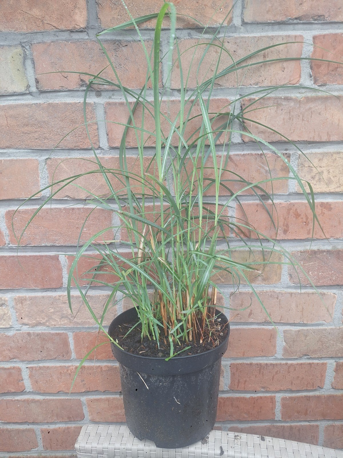 Miscanthus sinensis, Jardin & Terrasse, Enlèvement
