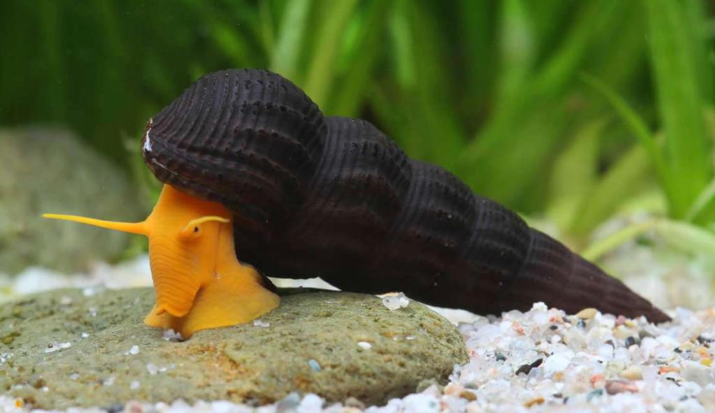 Golden Sulawesi slak zoetwater aquarium, Dieren en Toebehoren, Slak of Weekdier, Zoetwatervis, Schoolvis