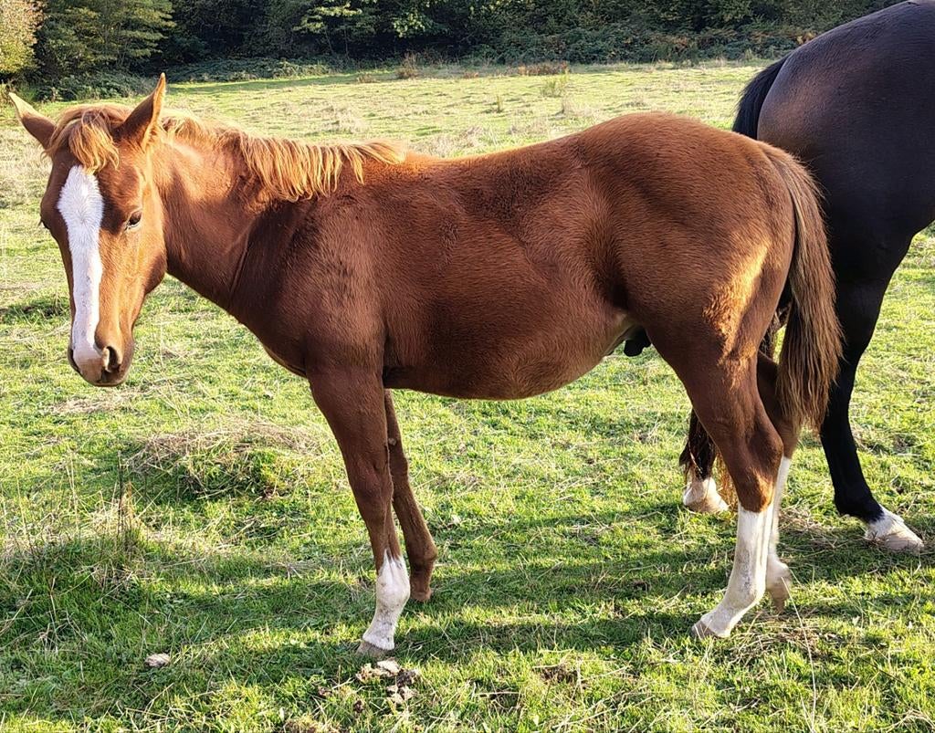 Quarter veulen , Jaarling 2 jaarse AQHA, Hengst, Westernpaard, Met stamboom, 0 tot 2 jaar